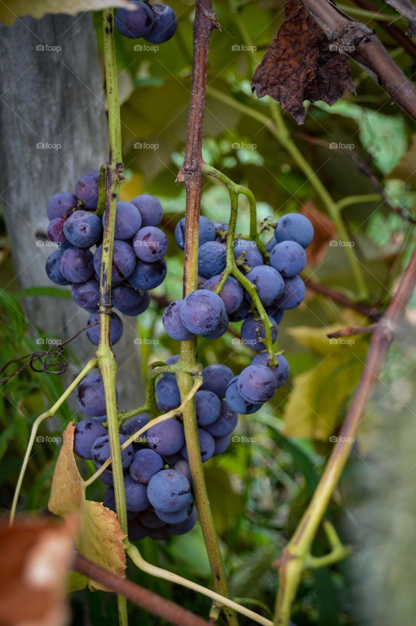 a cluster of plump, purple, Concord grapes ripe on the vine at Massbach Ridge Winery
