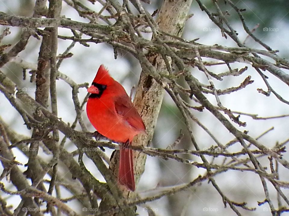 Winter Cardinal