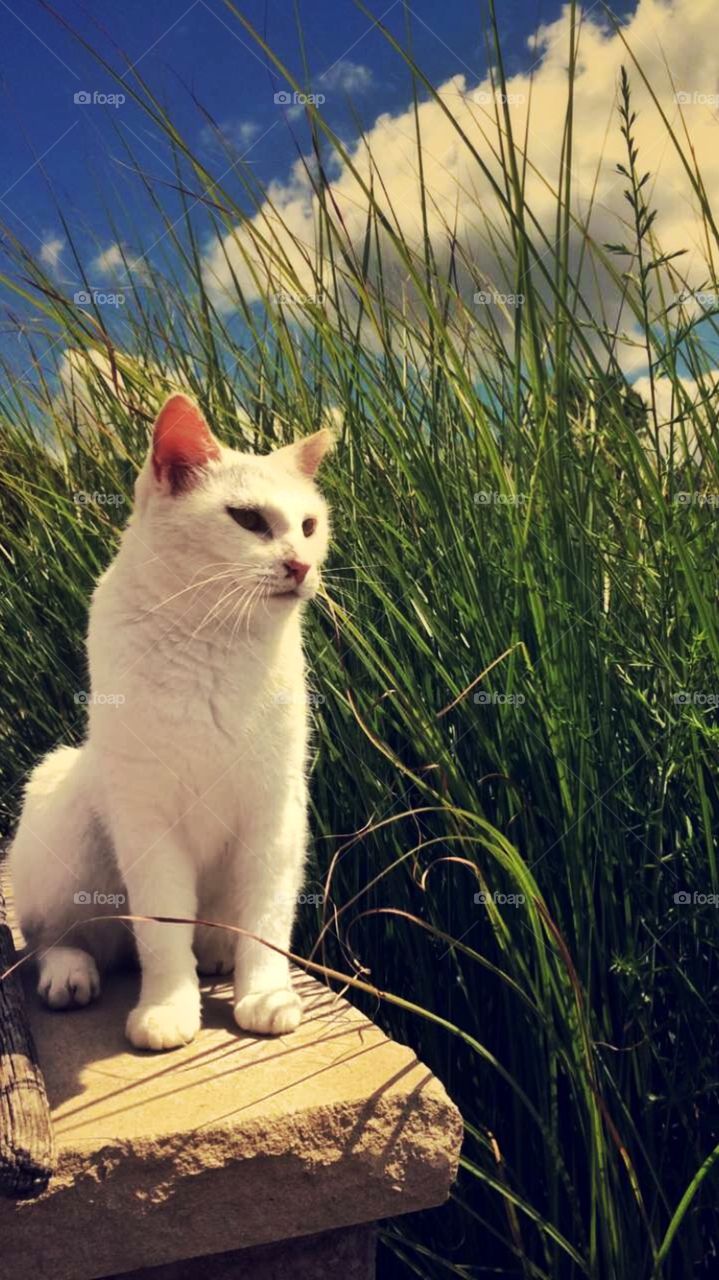 Queen overlooking her castle (backyard)