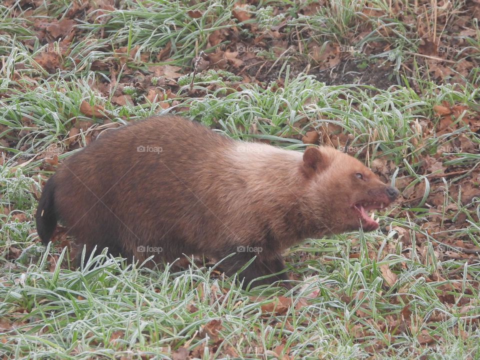 A close up of a bush dog