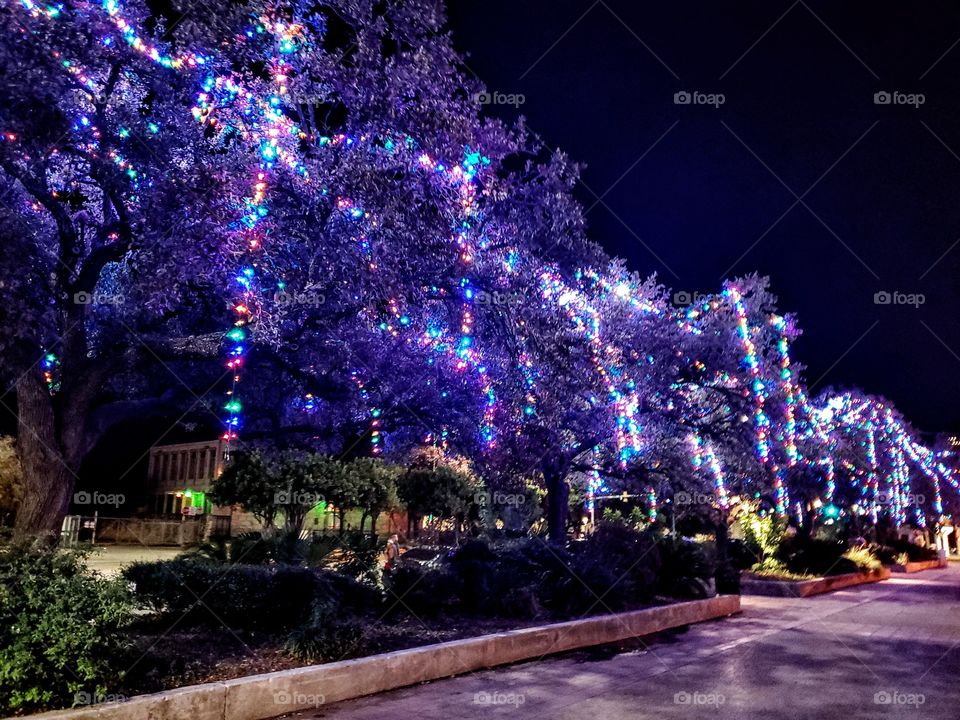 Trees decorated with Christmas lights