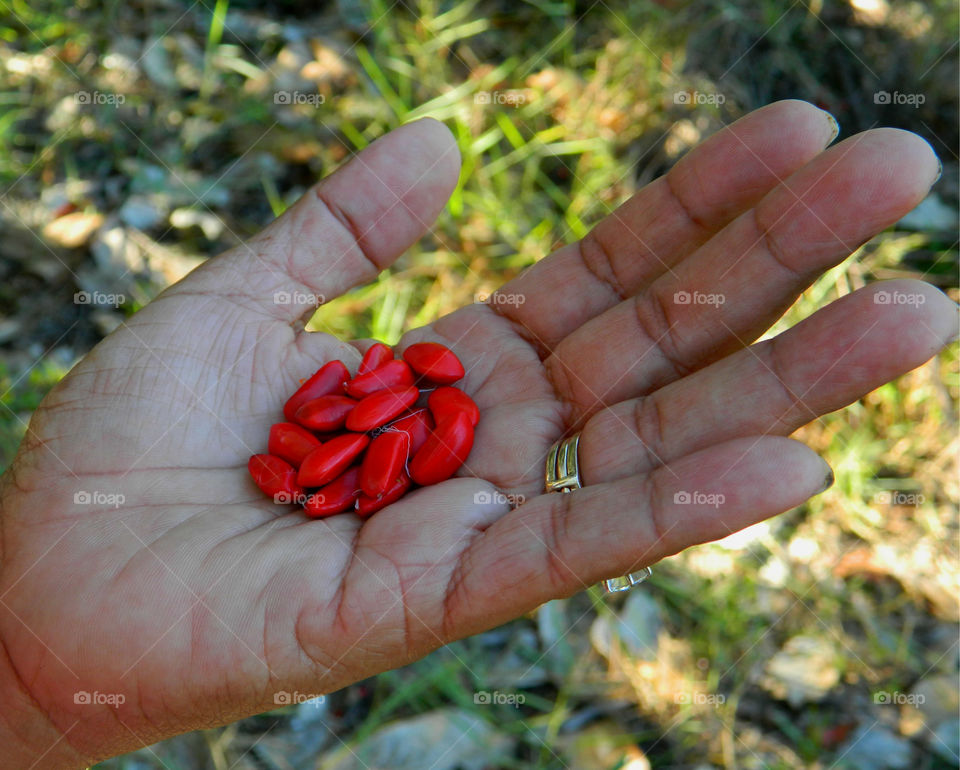 Close-up of human hand with magnolia seed