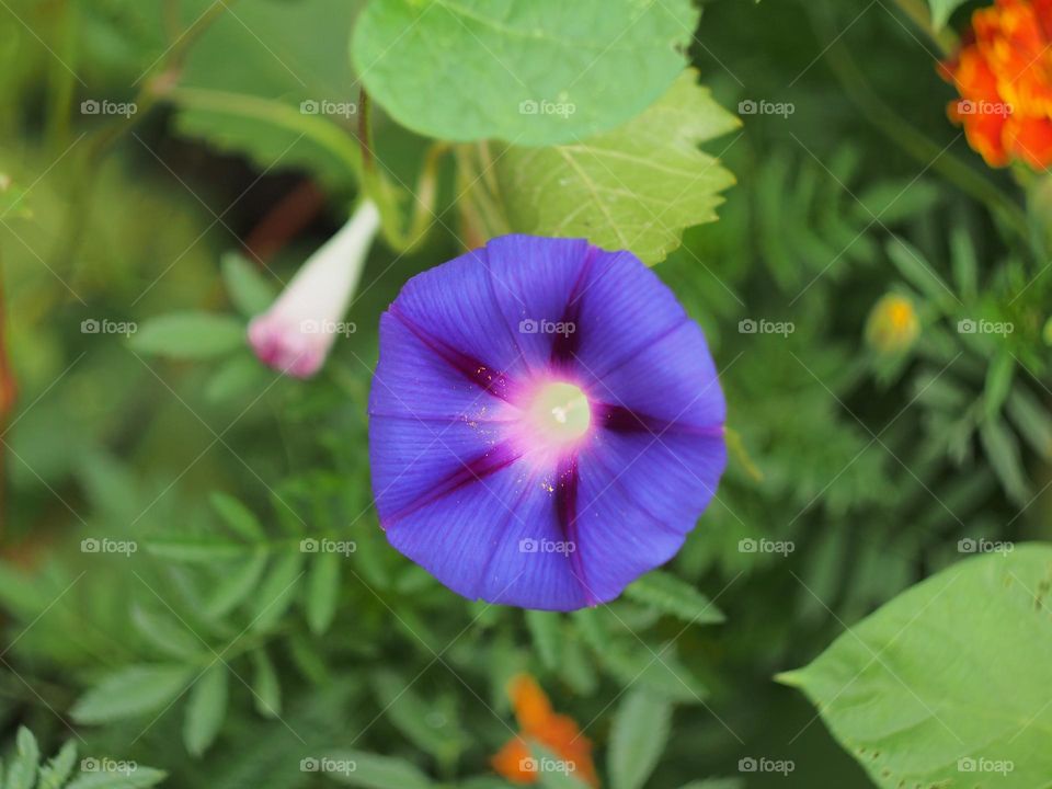 Purple ipomoea flower bud.