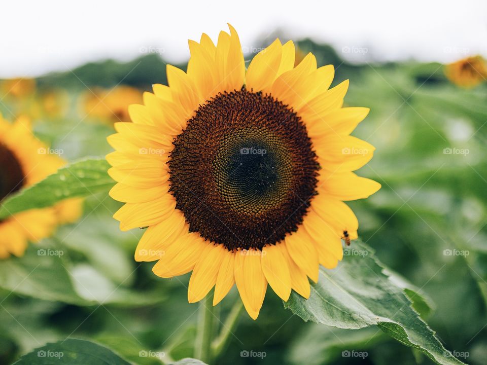 Portrait shot of a blossoming sunflower in a sunflower field with a little bee 