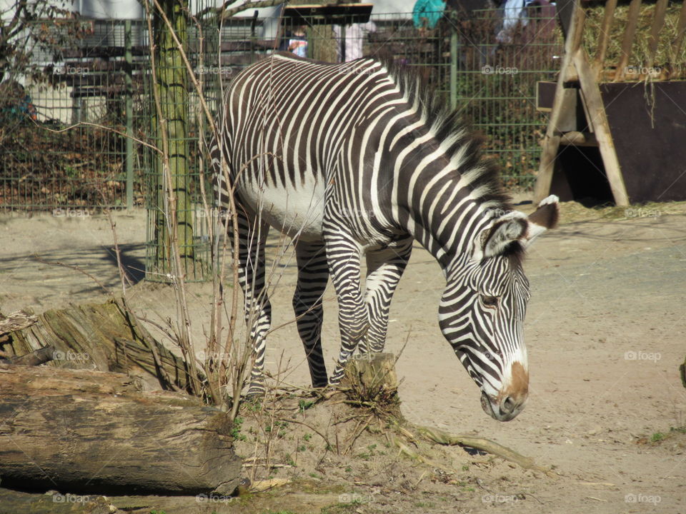 zebra cologne zoo in germany