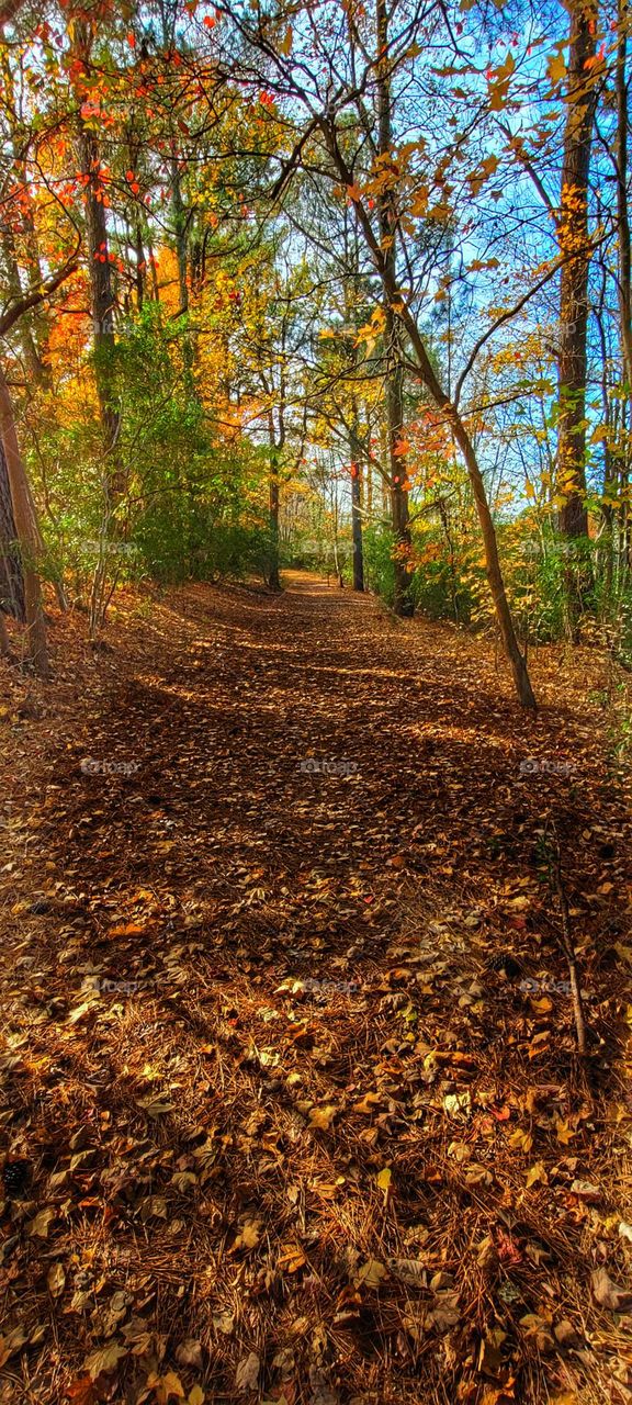 walk in the woods