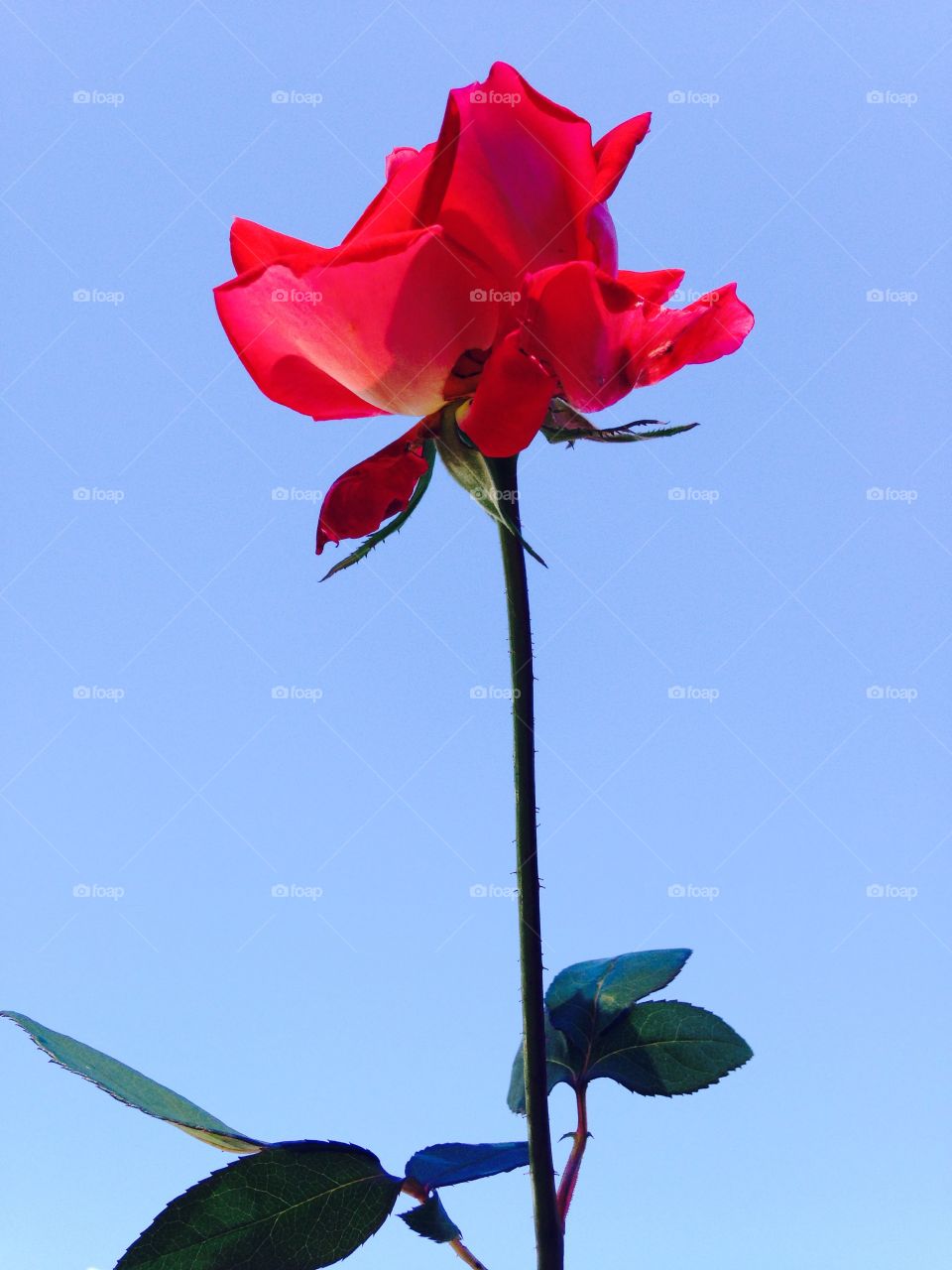 Long Stem Red Rose w Leaves. I think prettiest pic of my garden's red long stemmed rose with its leaves at the bottom. Pic taken against blue sky!
