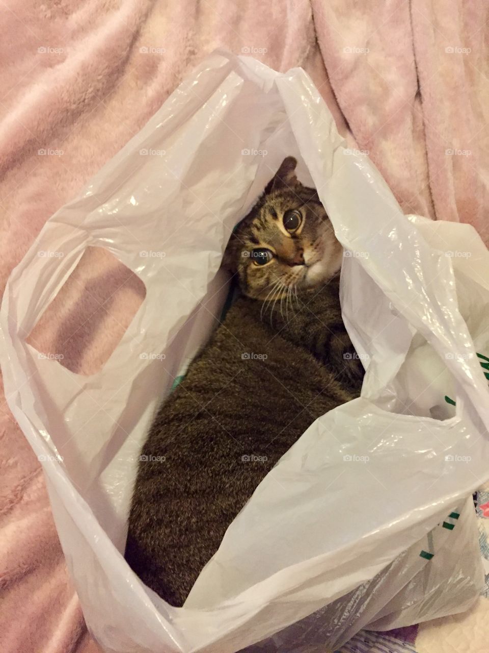 Cat in a Bag