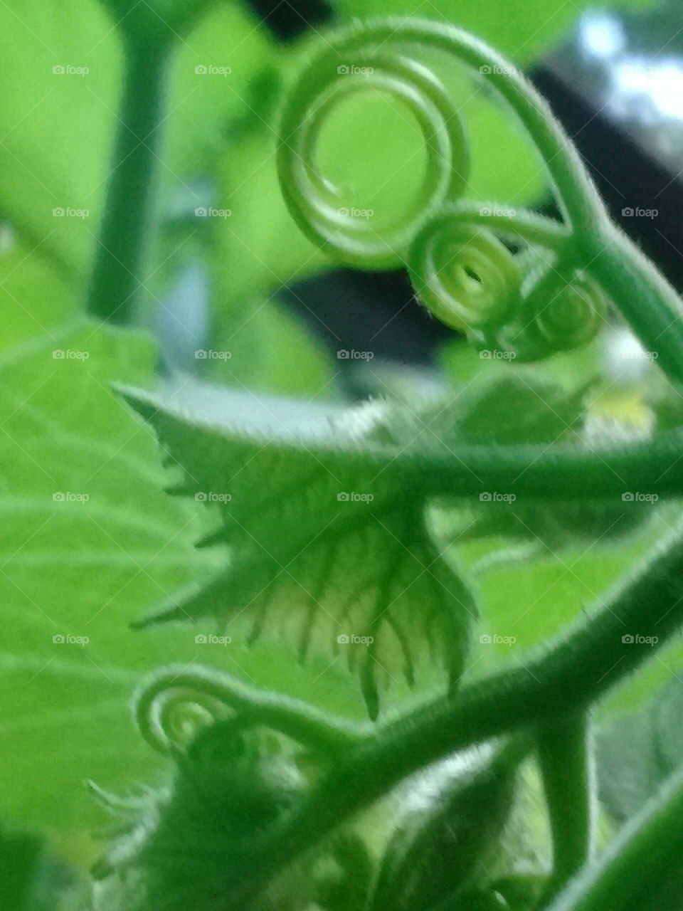 vines growing in our garden