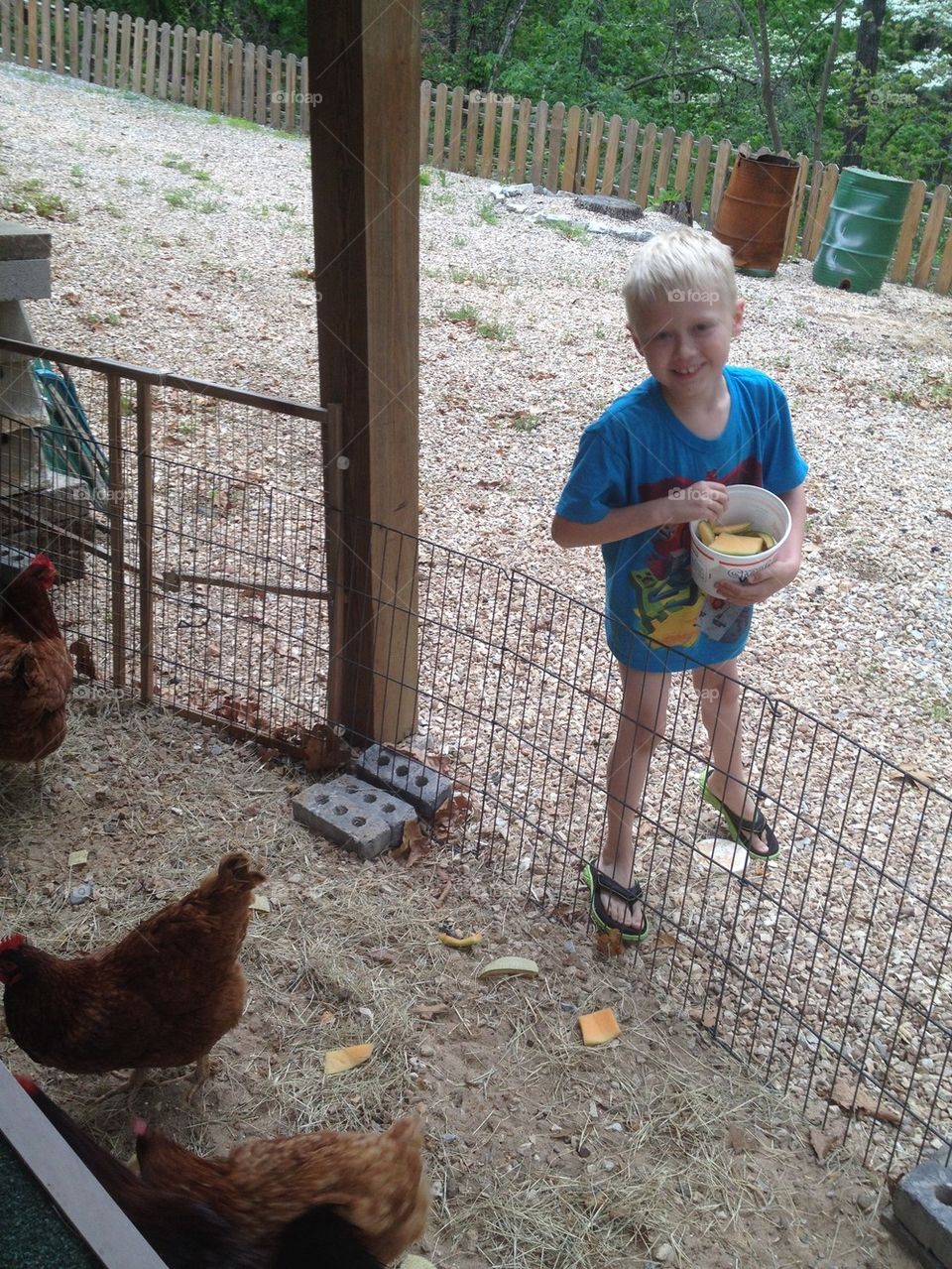 Grandson and chickens