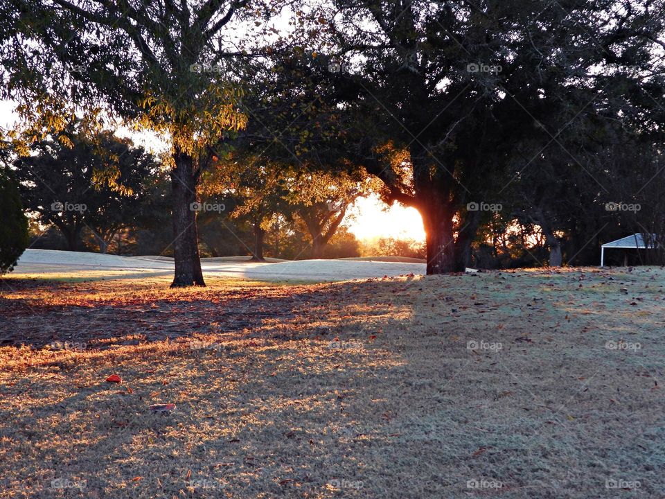 Surprise frost in Florida  (Golf Course) - Notice a coating of ice crystals, formed by moisture in the air overnight, among other things. This ice usually forms as white ice crystals or frozen dew drops on the grounds surface