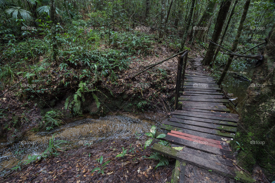 Bridge in the forest 