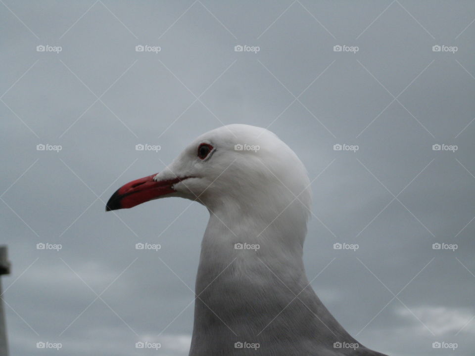 Seagull with red beak