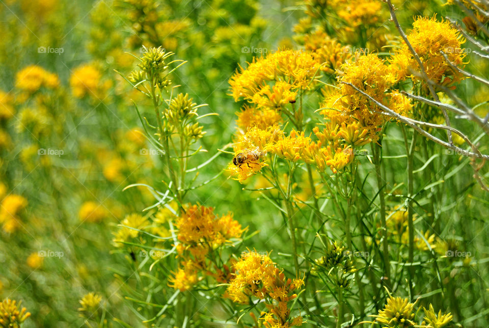 Flowers and the Bee