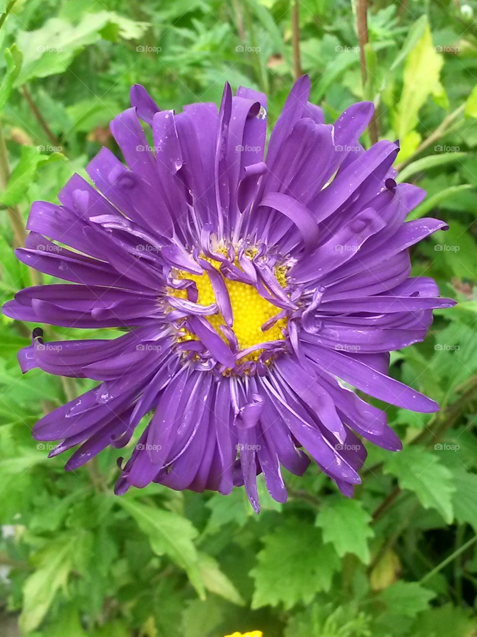 Nice flower