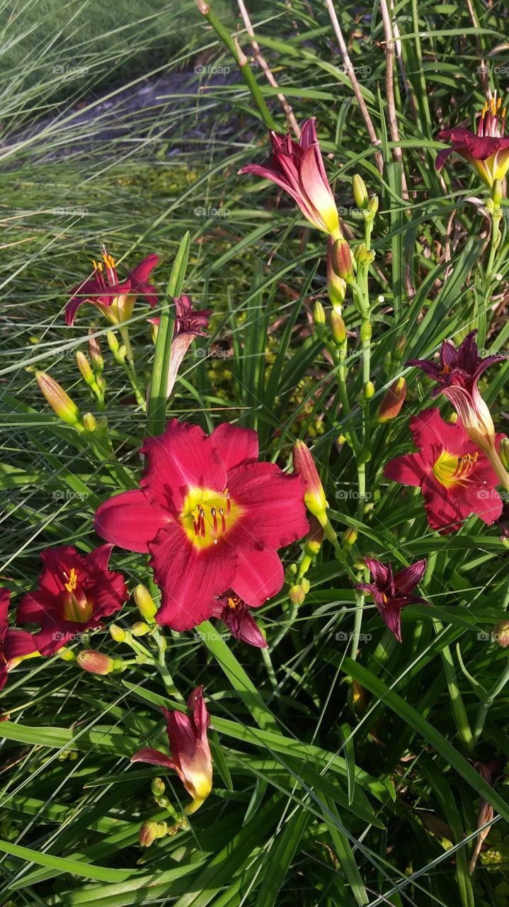 Lilies in the Morning