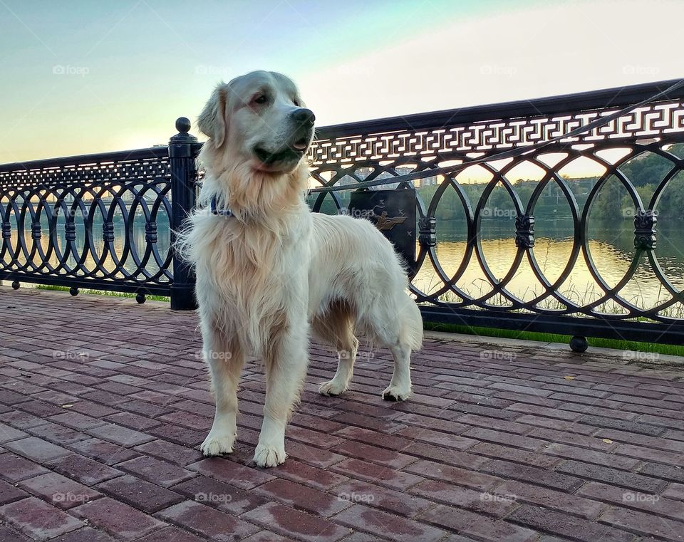 I put a leash over the fence in order to hold my dog for the picture. As you may know it's not easy to photograph animals. 