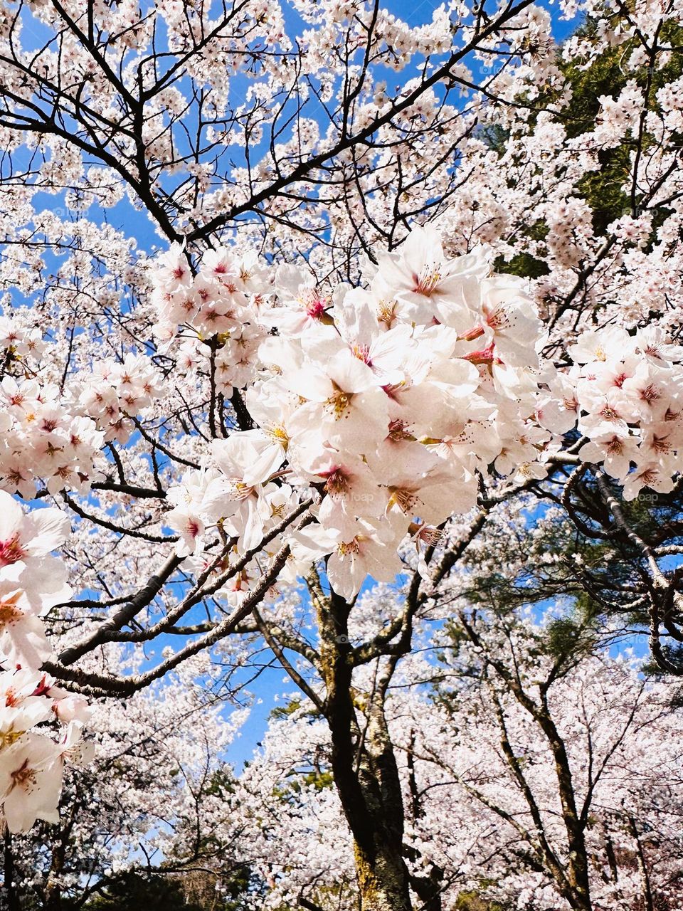White Cherry Blossom 