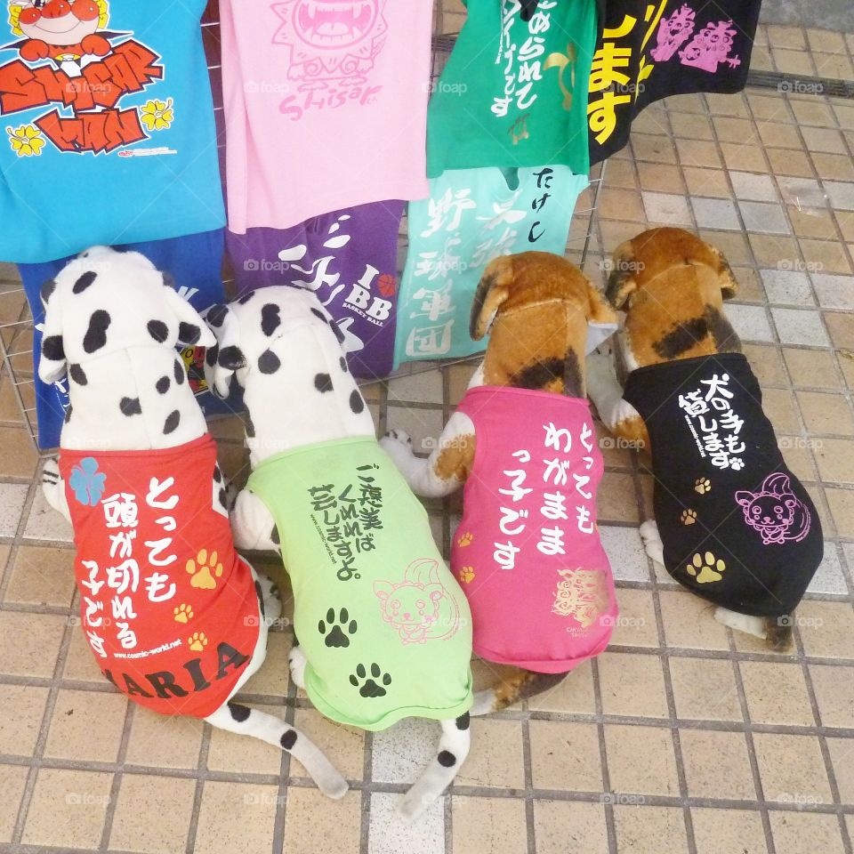 dogs in Okinawa