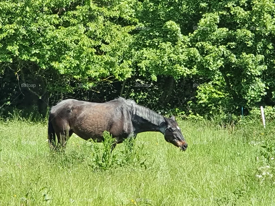 Horse, Pferd,
