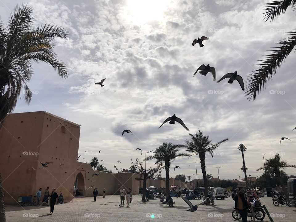 Beautiful flying pigeons in the sky 