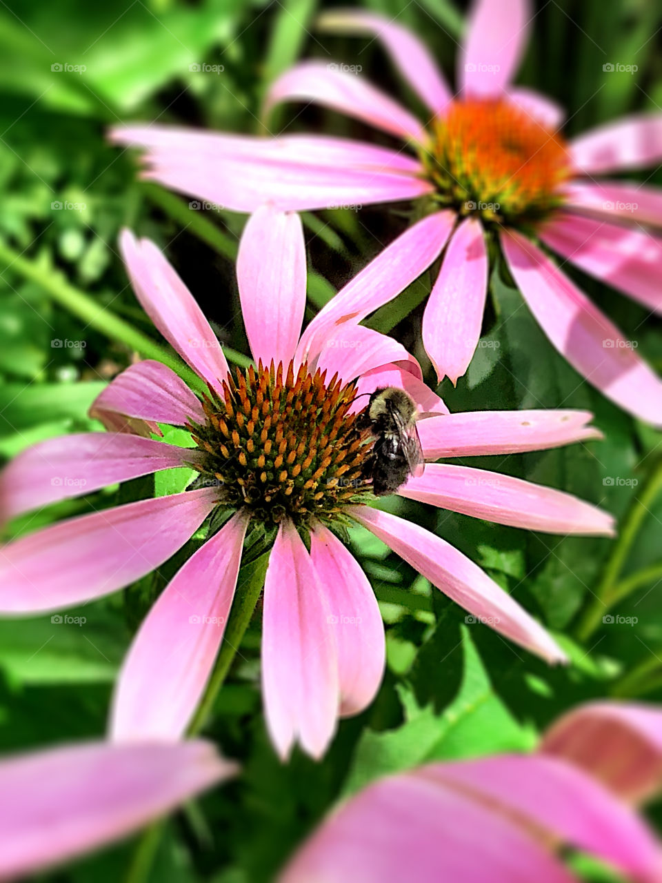 A bee pollinating a pink coneflower, also known as an Echinacea flower. These perennials usually bloom in late summer and are frequented by bees and butterflies. ~ @scorpiol13 