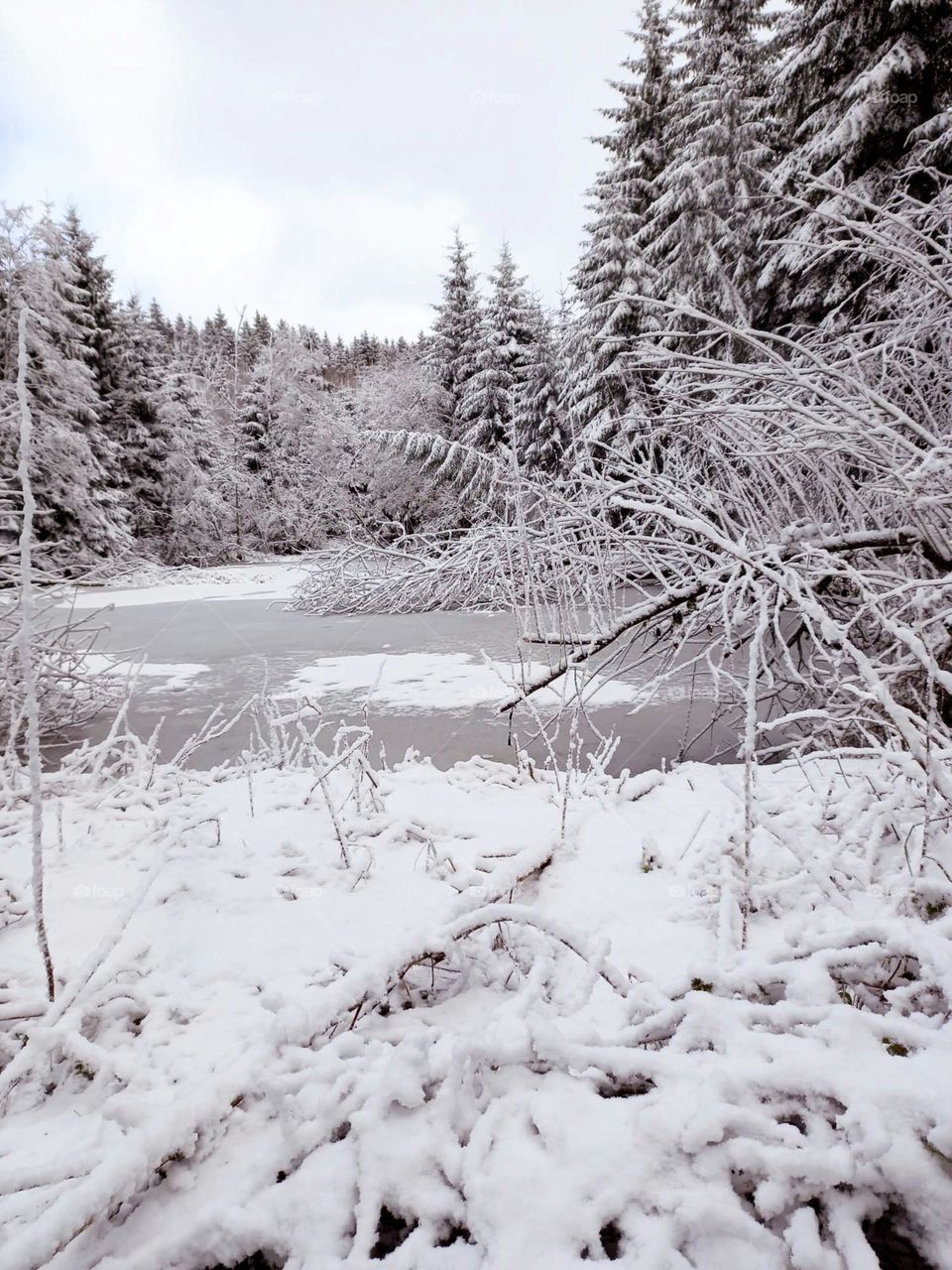 Winter Wonderland in the Forest