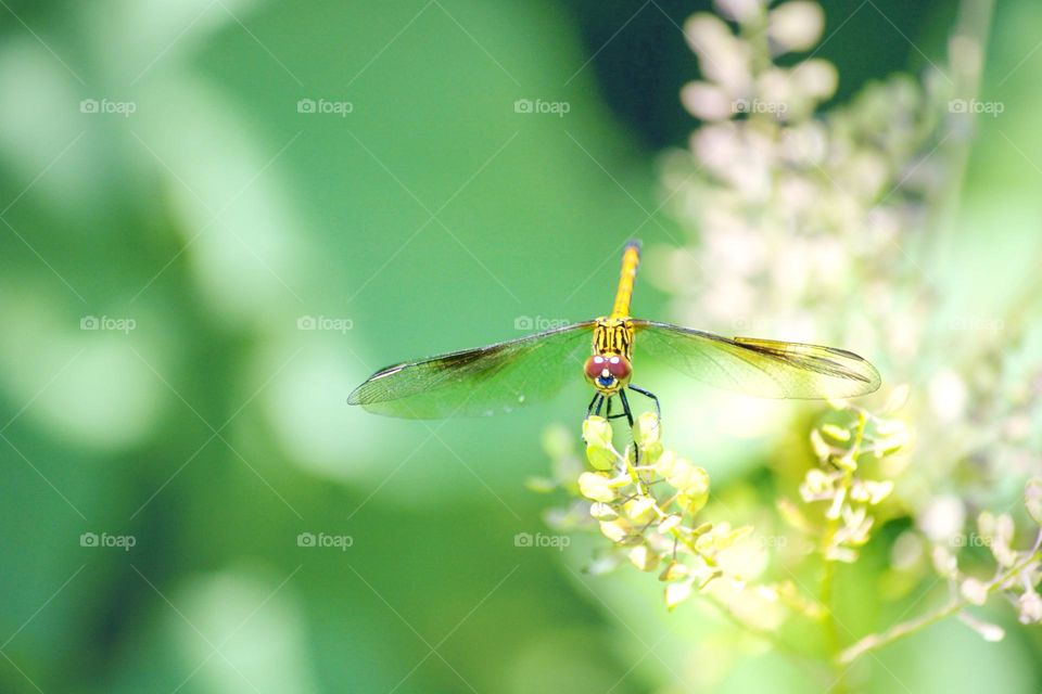 Seaside dragonlet 