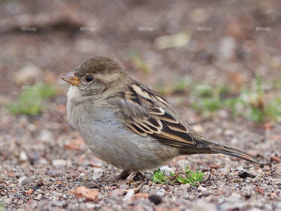 Young sparrow. Summer end