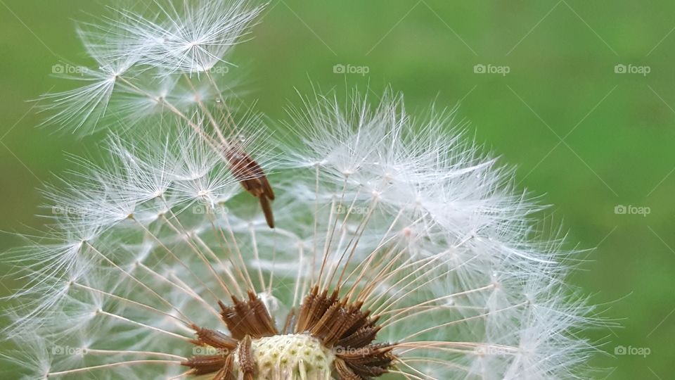 Close-up of dandelion