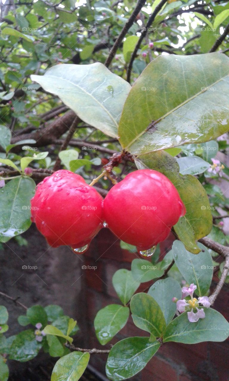 acerola