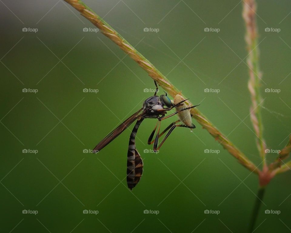 Leptogaster with prey