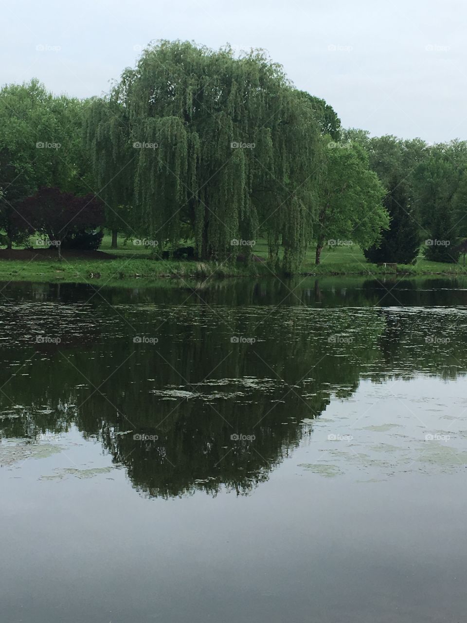 Greenery in a park on a rainy spring day 