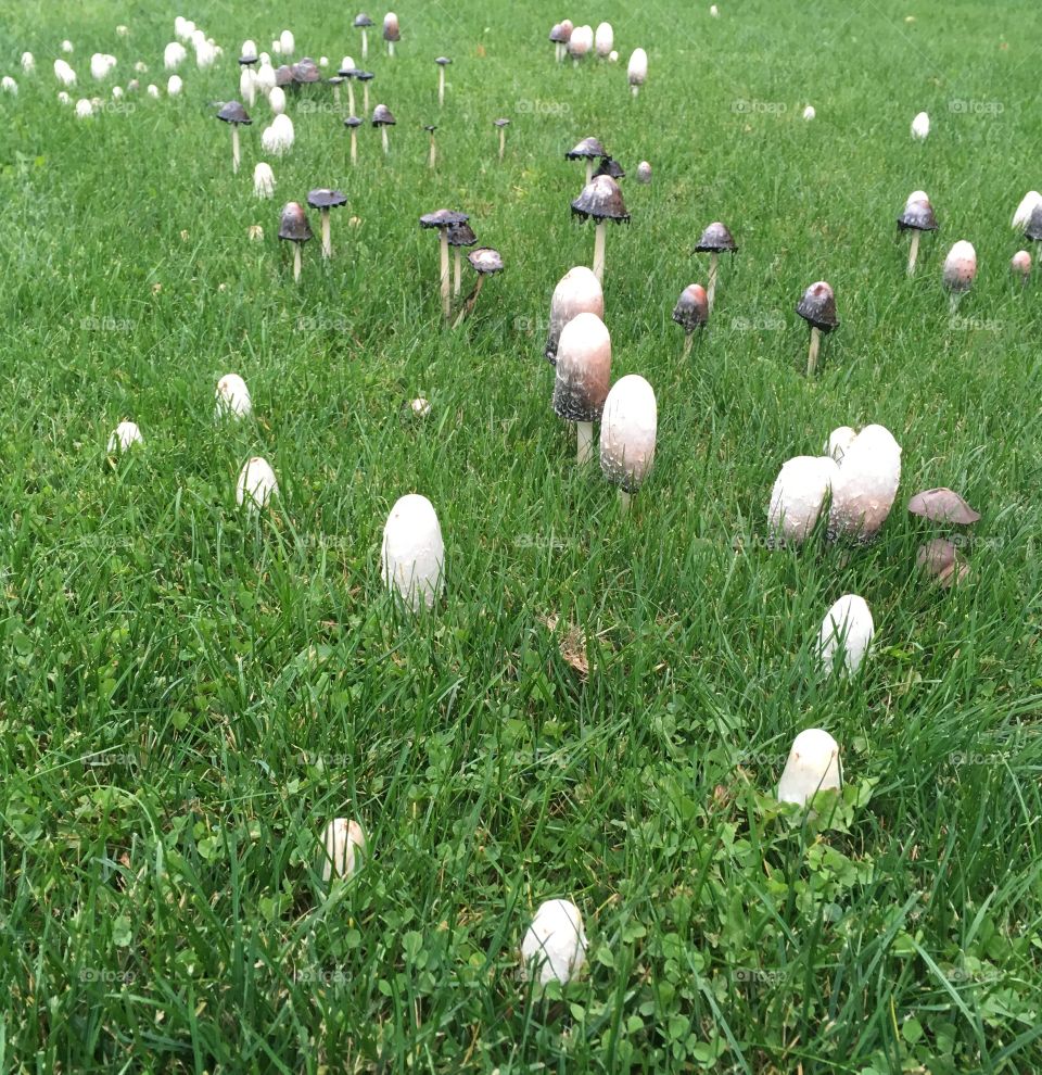 A field of white and grey wild mushrooms on green grass 