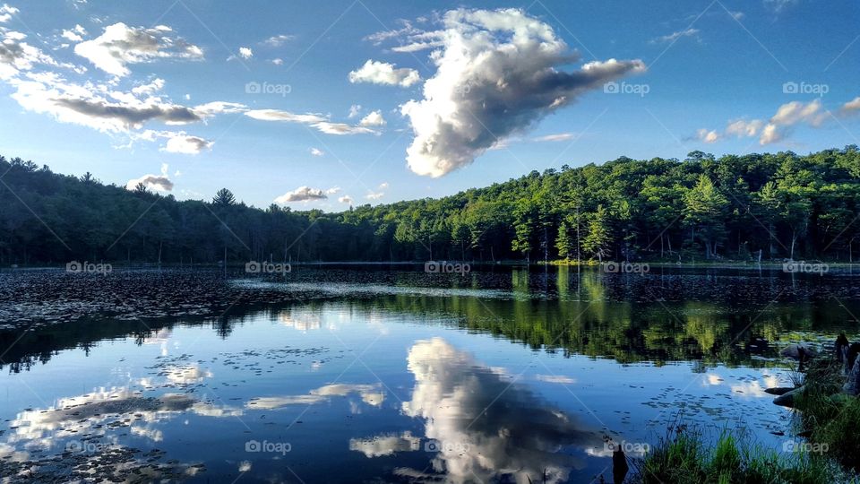 Reflection of cloud and trees in lake