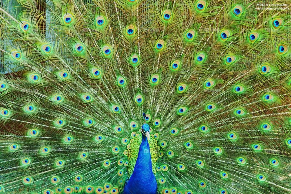 Peacock