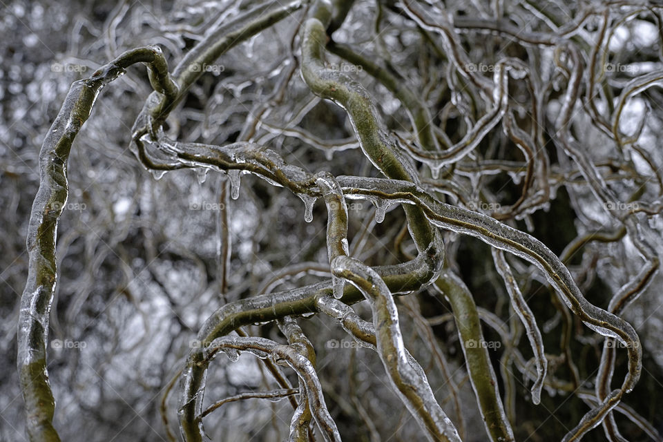 Nature frozen background