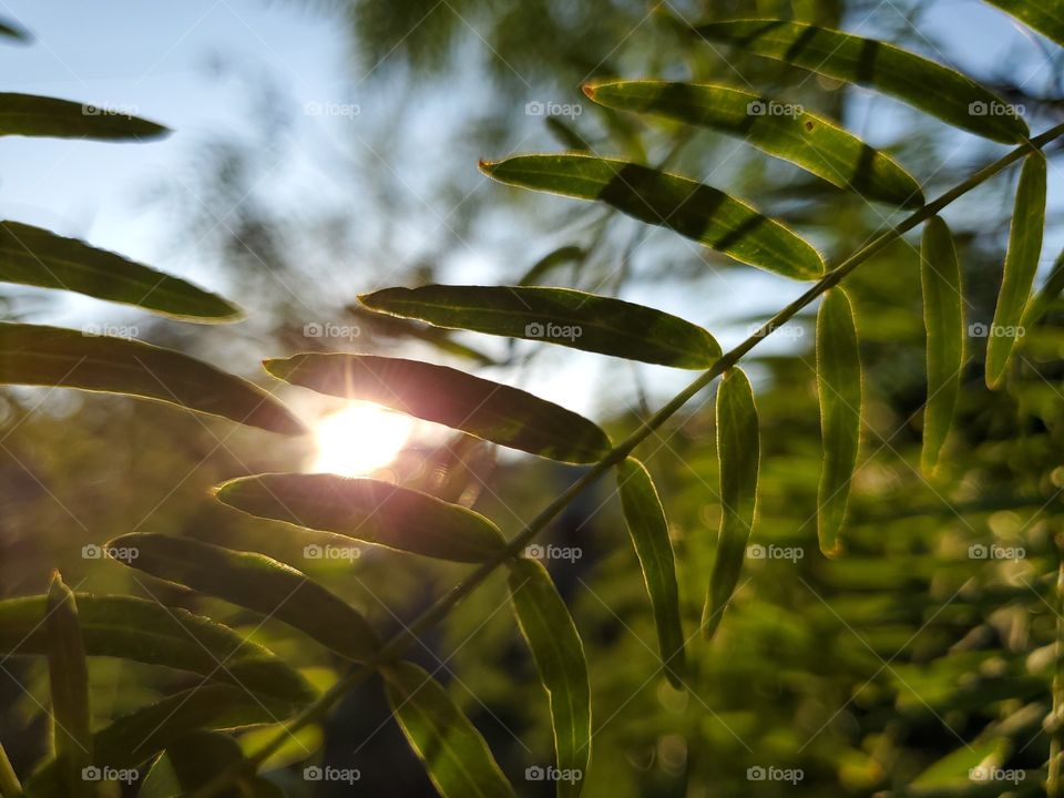 Sun setting behind green mesquite branch with leaves