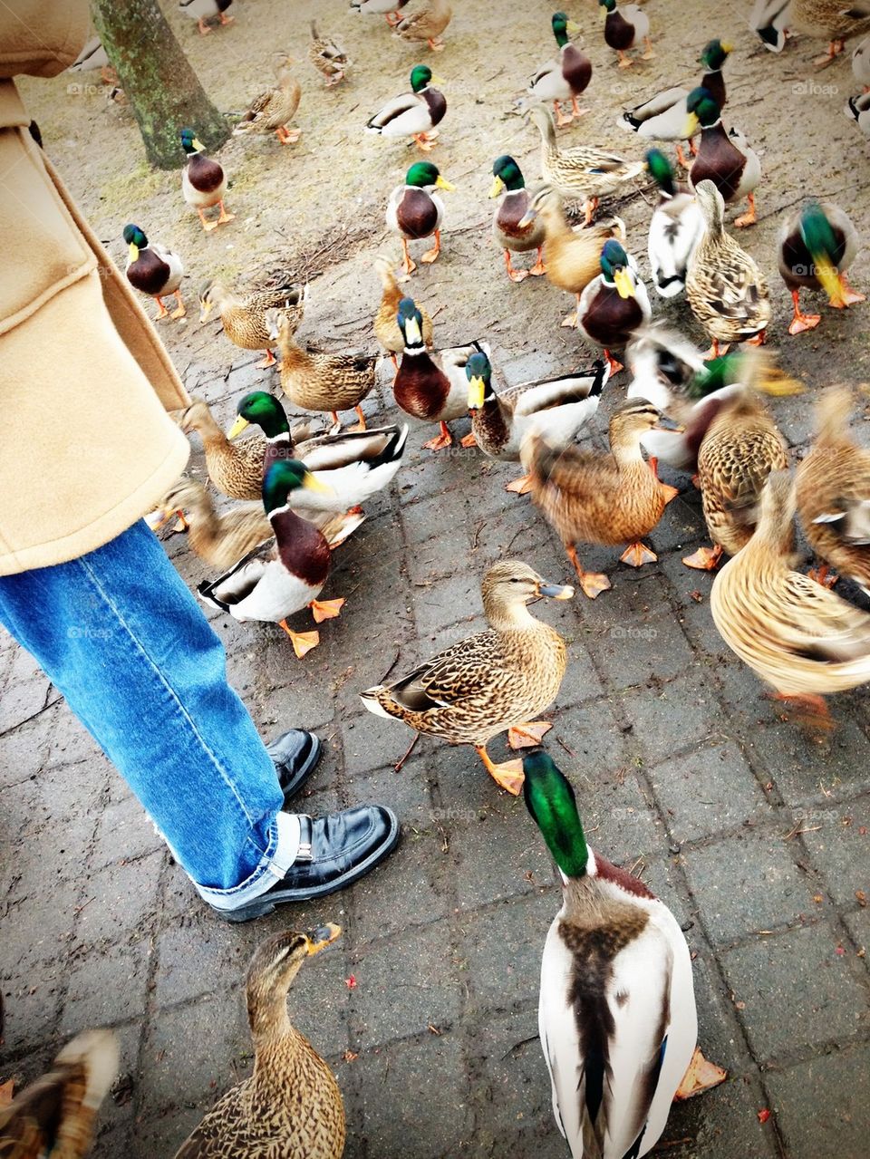 feeding ducks