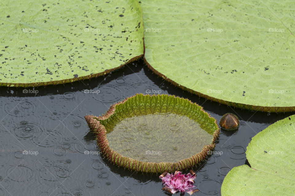 Vitoria Regia in Manaus Brazil.