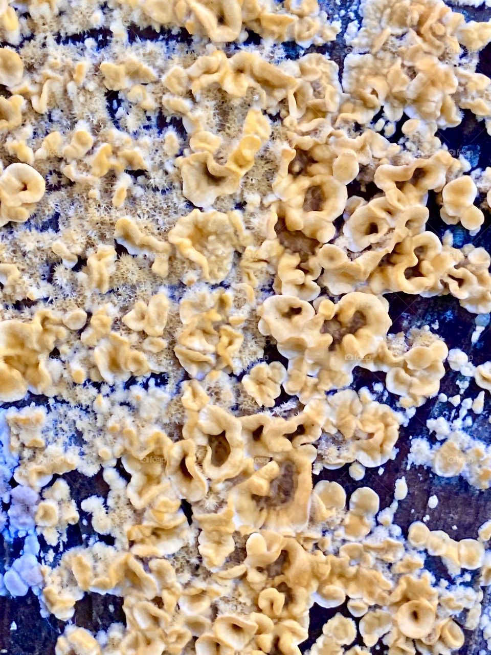 Yellow lichens on tree stump closeup view 