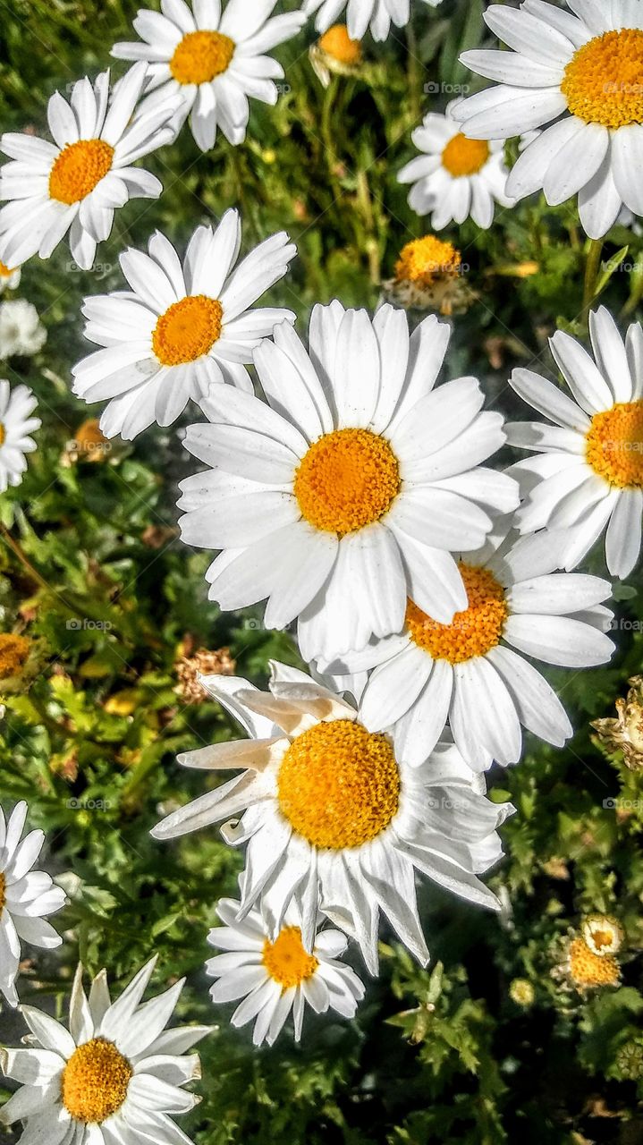Daisies are beautiful