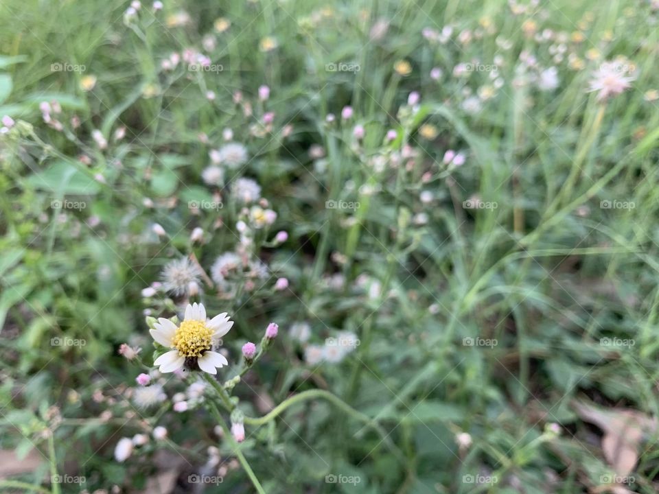 Tridax daisy 