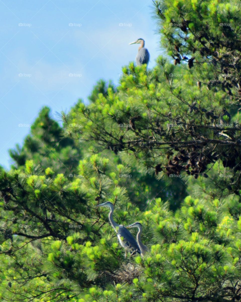 Flying the nest