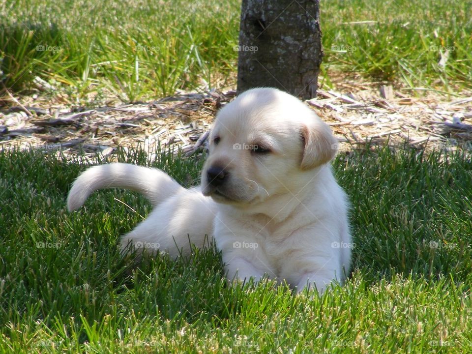 Yellow lab puppy