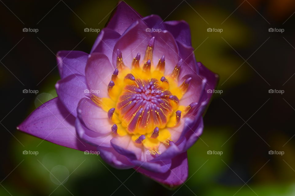 Close up photography of a lotus flower 