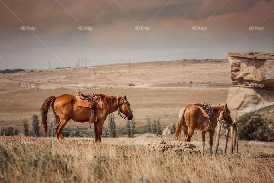 Mountain landscape at sunny day. Horses