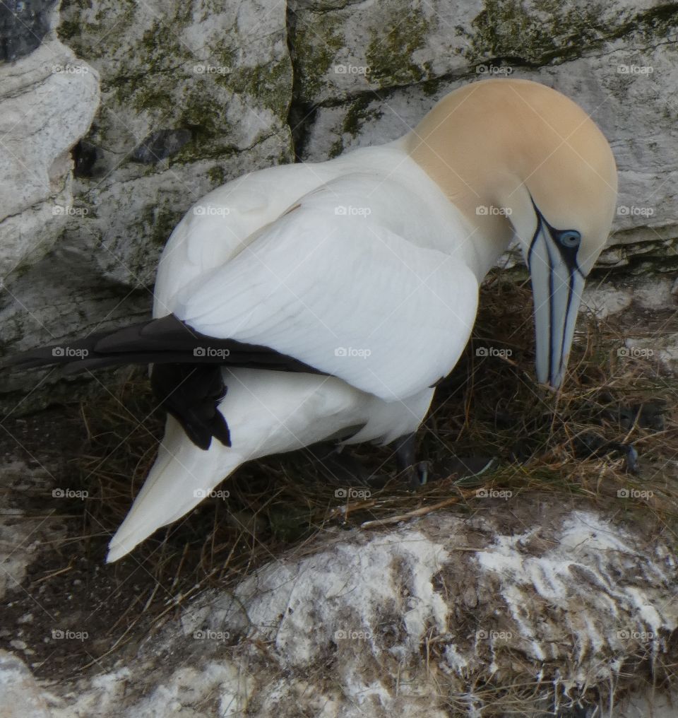 Gannet nesting
