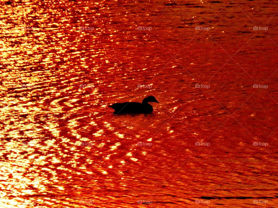 Sunset duck on the lake. 