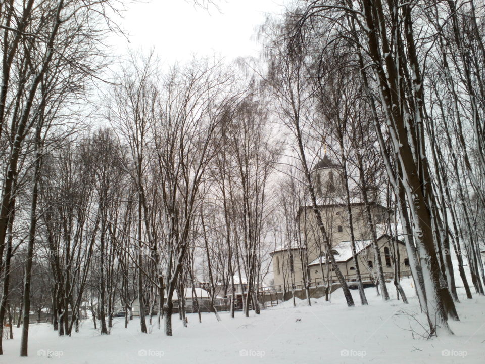 Winter, Snow, Wood, Tree, Weather